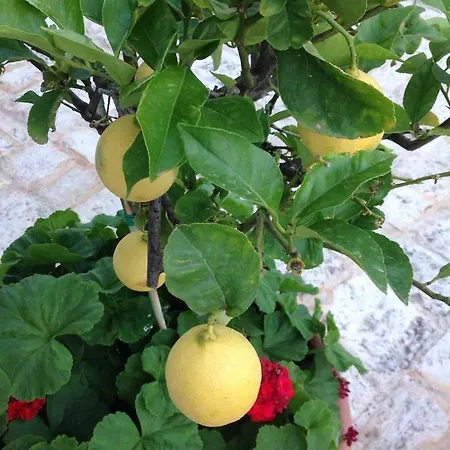 Bed & Breakfast Masseria Boezio Ostuni 3*